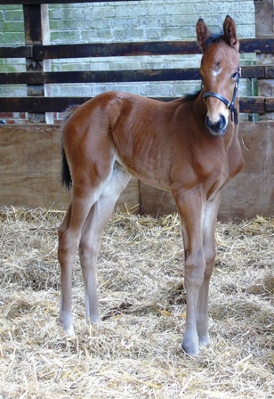 2018 colt by Mastercraftsman